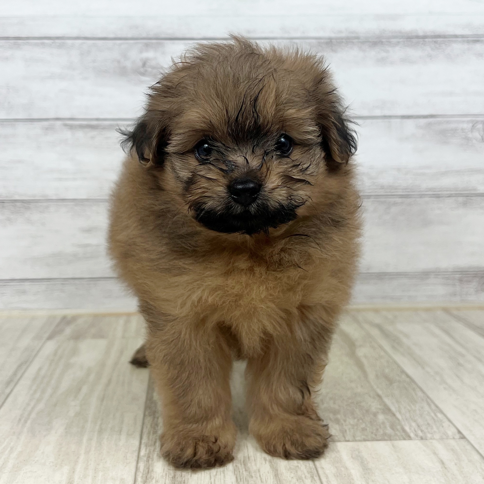 福井県のポメプー(ポメラニアン×プードル) (犬の家＆猫の里アミーゴ福井大和田店/2025年7月6日生まれ/女の子/オレンジ)の子犬の2枚目の画像