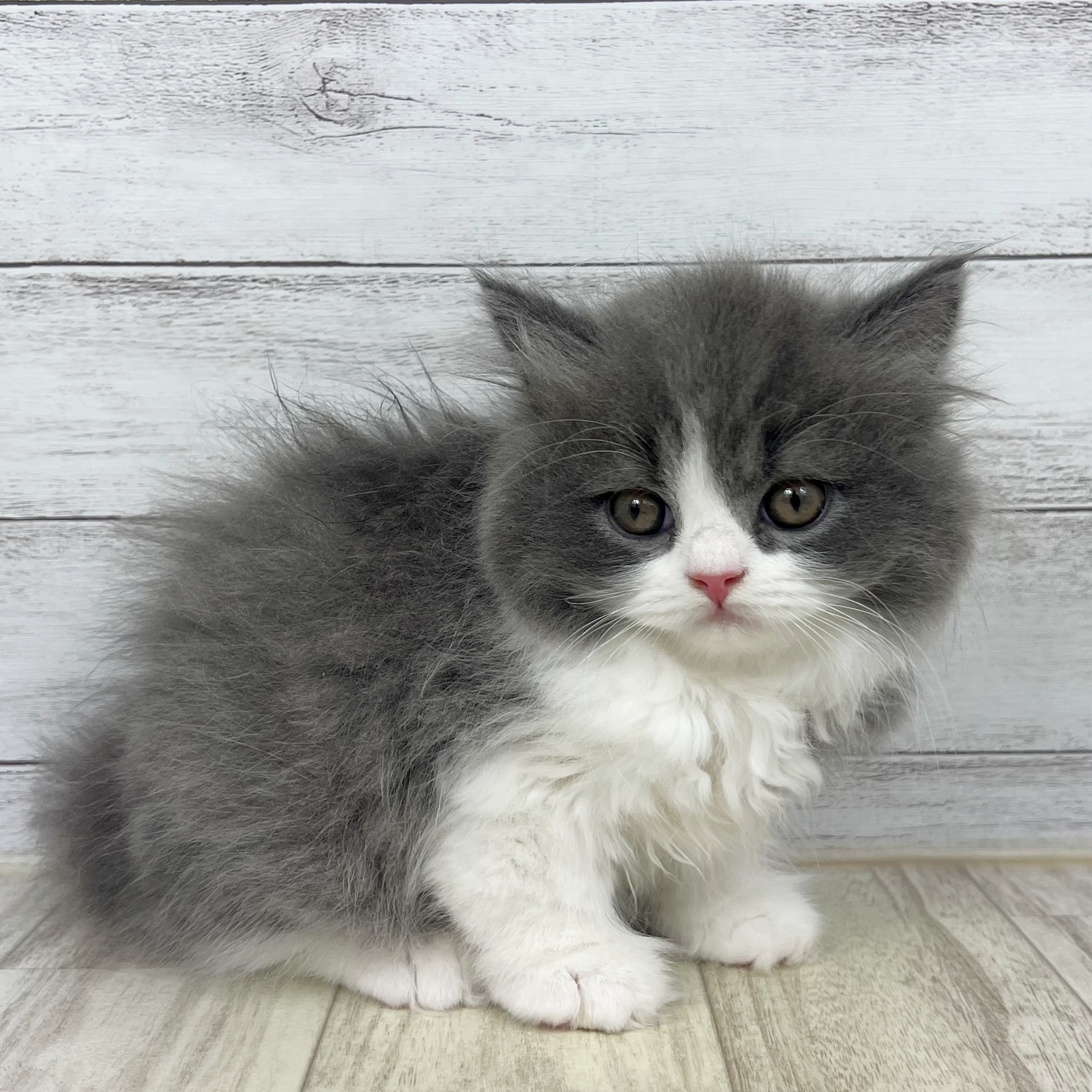 兵庫県のブリティッシュロングヘアー (犬の家＆猫の里川西店/2025年7月1日生まれ/男の子/ブルーホワイト)の子猫