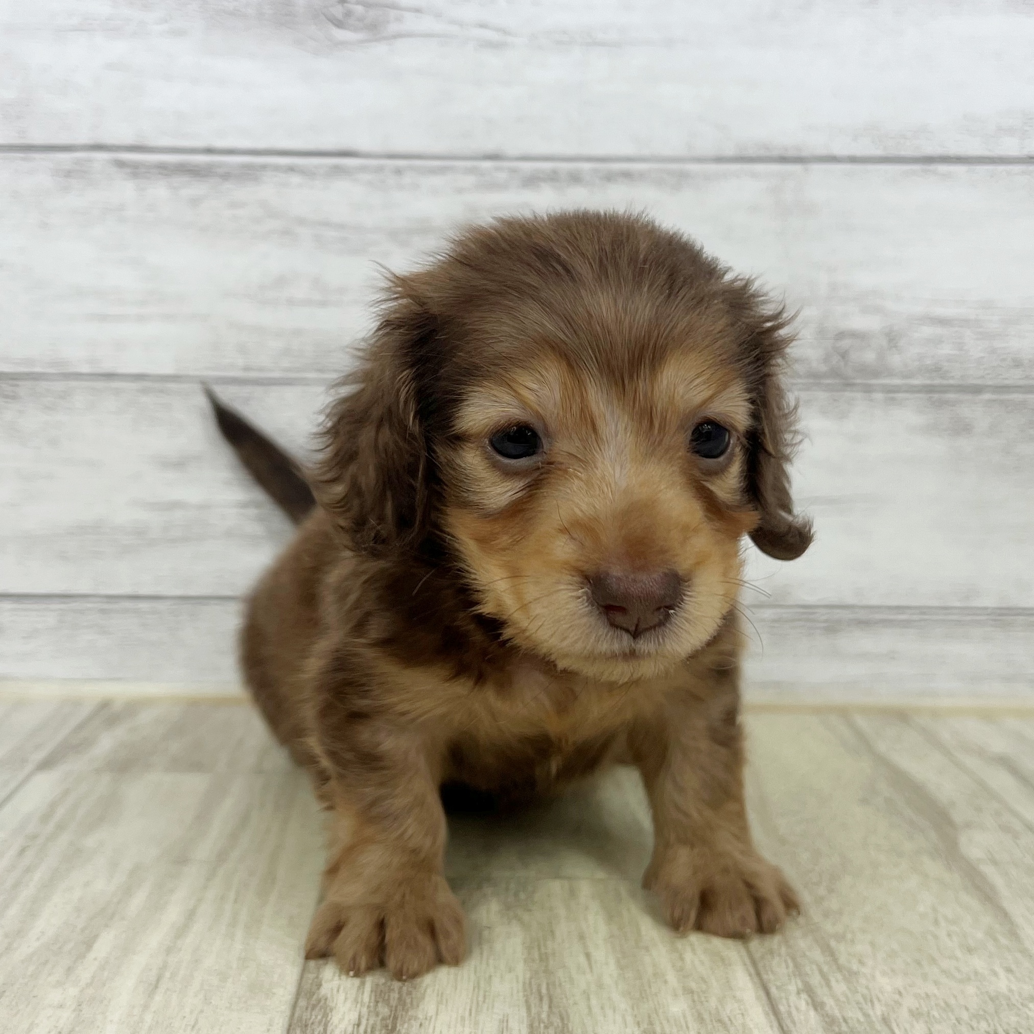 兵庫県のミニチュアダックスフンド(ロング) (犬の家＆猫の里川西店/2025年6月25日生まれ/女の子/レッド)の子犬