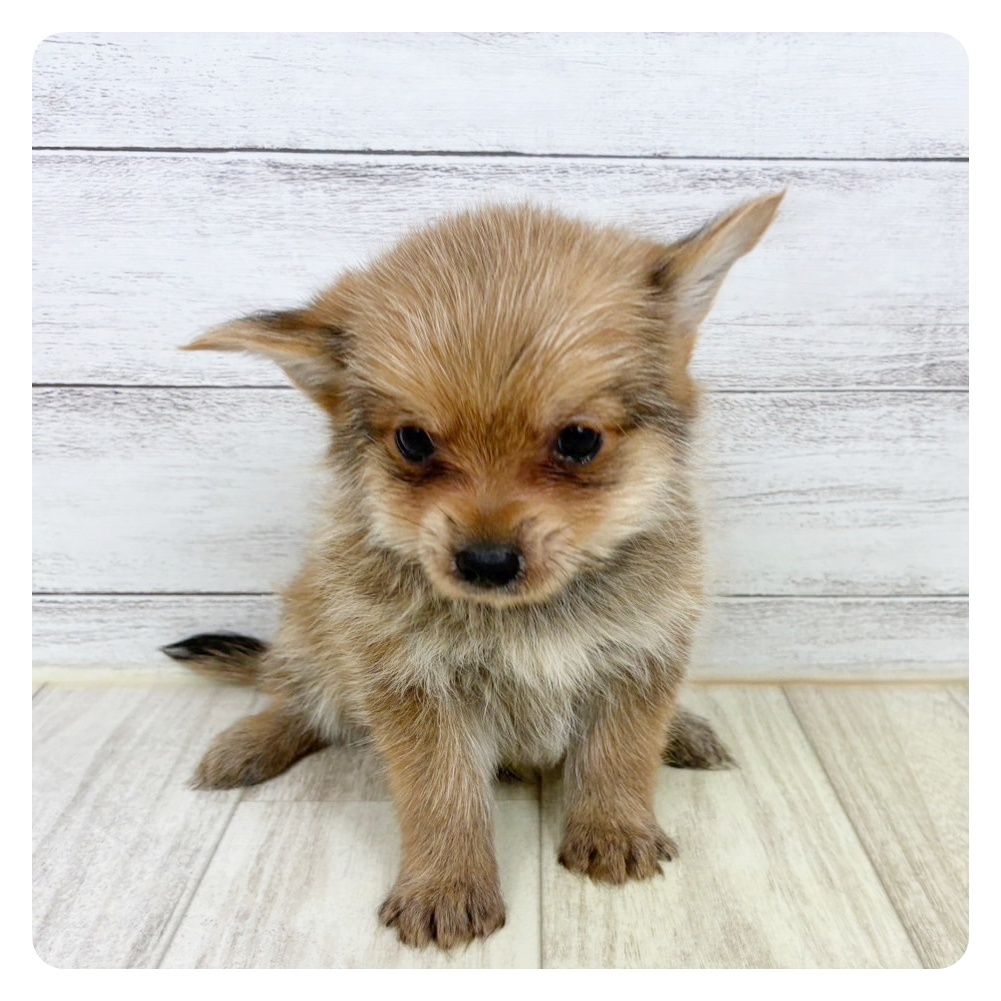 兵庫県のポメキー(ポメラニアン×ヨークシャーテリア) (犬の家＆猫の里川西店/2025年7月5日生まれ/男の子/オレンジ)の子犬