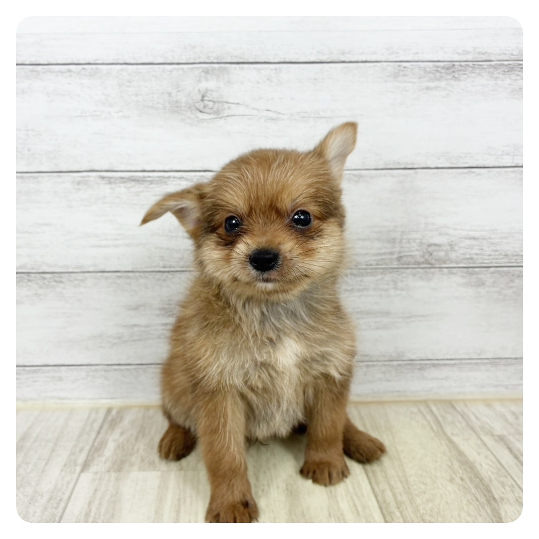 兵庫県のポメキー(ポメラニアン×ヨークシャーテリア) (犬の家＆猫の里川西店/2025年7月5日生まれ/男の子/オレンジ)の子犬