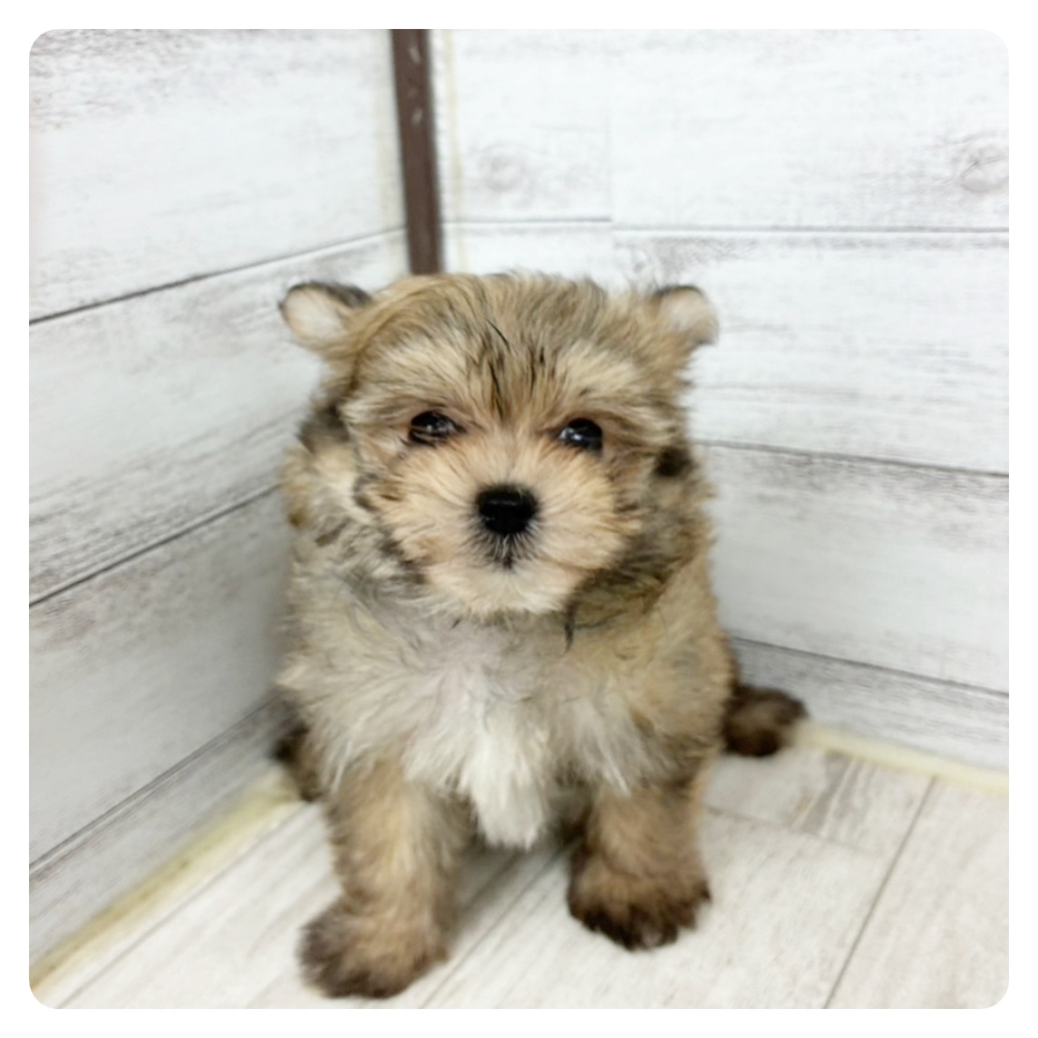 兵庫県のポメマル/マルポメ(ポメラニアン×マルチーズ) (犬の家＆猫の里神戸店/2025年7月6日生まれ/女の子/フォーン)の子犬