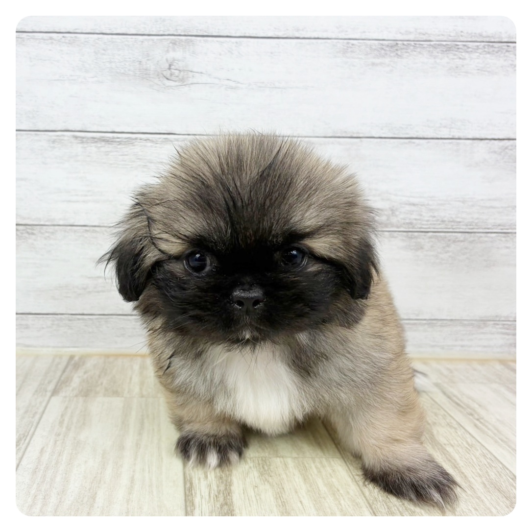 兵庫県のペキニーズ (犬の家＆猫の里川西店/2025年7月6日生まれ/女の子/フォーン)の子犬