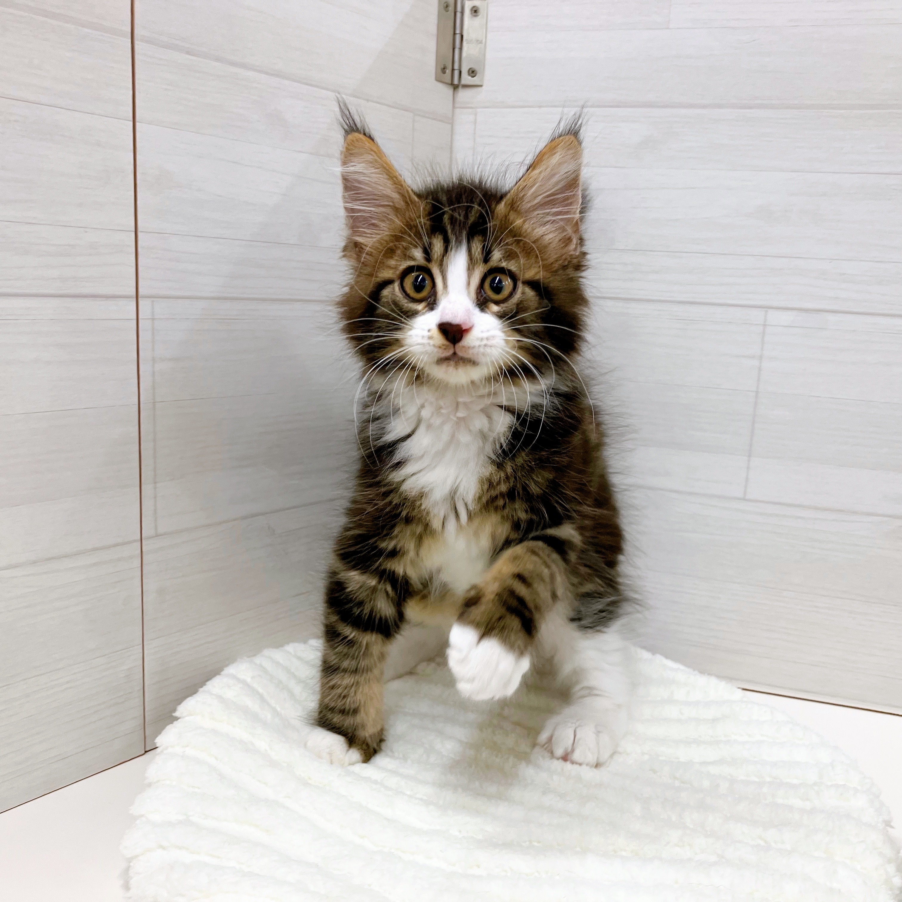 石川県のメインクーン (犬の家＆猫の里アミーゴ金沢おこばた店/2025年7月2日生まれ/男の子/ブラウンタビーホワイト)の子猫の1枚目の画像