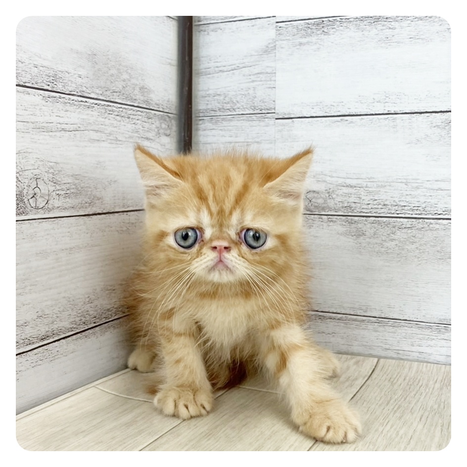 神奈川県のエキゾチック (犬の家＆猫の里元住吉ブレーメン通り店/2025年7月6日生まれ/男の子/レッドタビー)の子猫の2枚目の画像