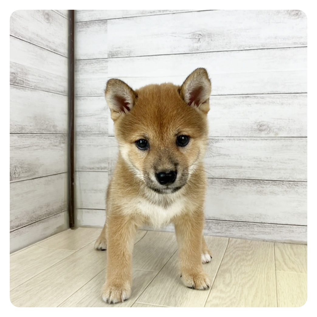 愛知県の豆柴 (犬の家＆猫の里エアポートウォーク店/2025年7月4日生まれ/女の子/赤)の子犬の2枚目の画像