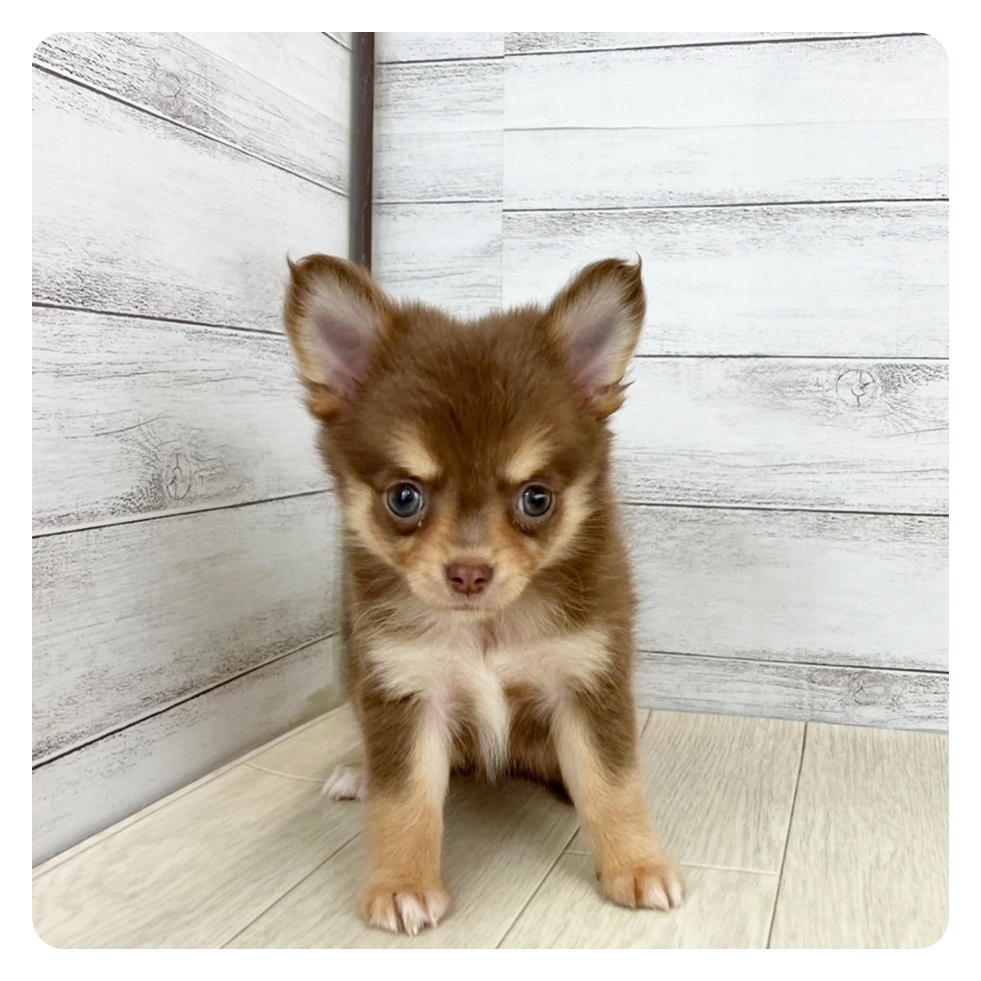富山県のチワワ(ロング) (犬の家＆猫の里アミーゴ高岡蓮花寺店/2025年7月5日生まれ/女の子/チョコレートタン)の子犬