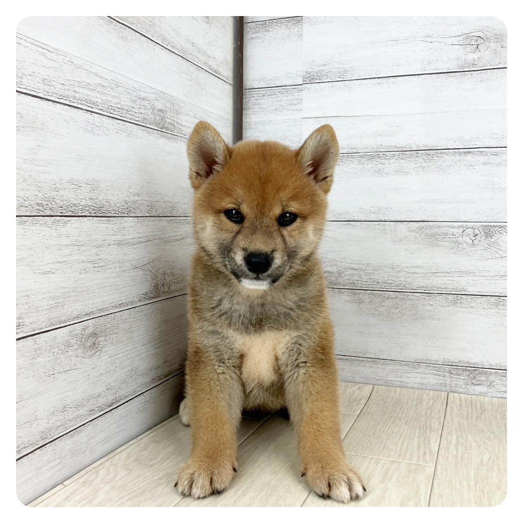 愛知県の柴犬(標準サイズ) (犬の家＆猫の里豊川インター店/2025年7月6日生まれ/男の子/赤)の子犬の2枚目の画像