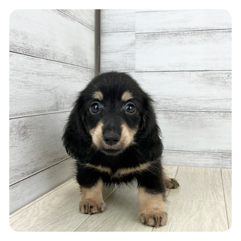 愛知県のミニチュアダックスフンド(ロング) (犬の家＆猫の里エアポートウォーク店/2025年7月5日生まれ/女の子/ブラックイエロー)の子犬の2枚目の画像