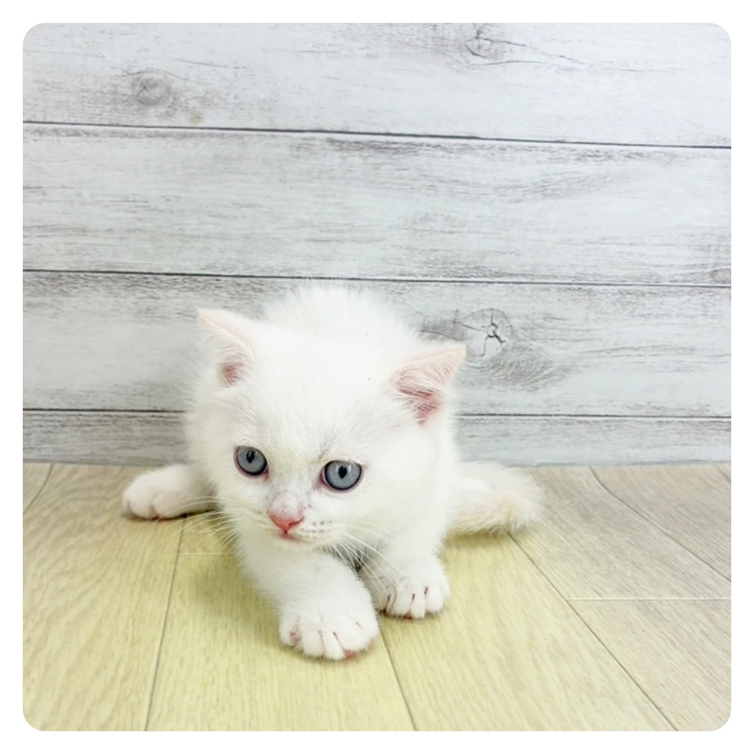 愛知県のスコティッシュフォールド (犬の家＆猫の里MiO香久山店/2025年7月6日生まれ/男の子/クリームポイント)の子猫