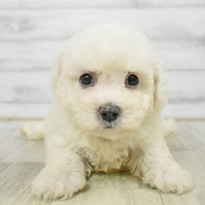 福井県のビションフリーゼ (犬の家＆猫の里アミーゴ福井大和田店/2025年7月6日生まれ/男の子/ホワイト)の子犬