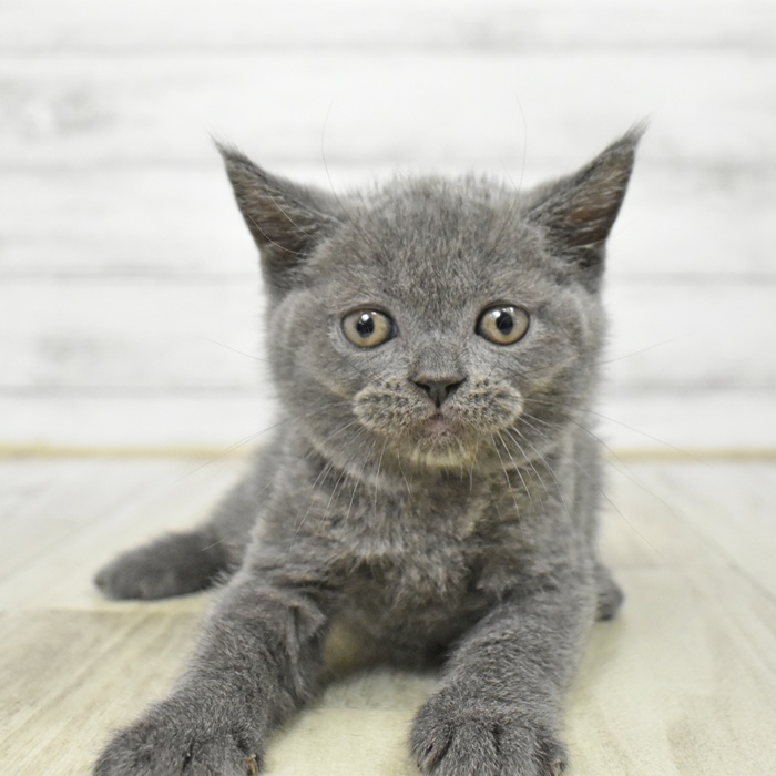 長野県のブリティッシュショートヘアー (犬の家＆猫の里塩尻店/2025年7月8日生まれ/男の子/ブルー)の子猫の4枚目の画像