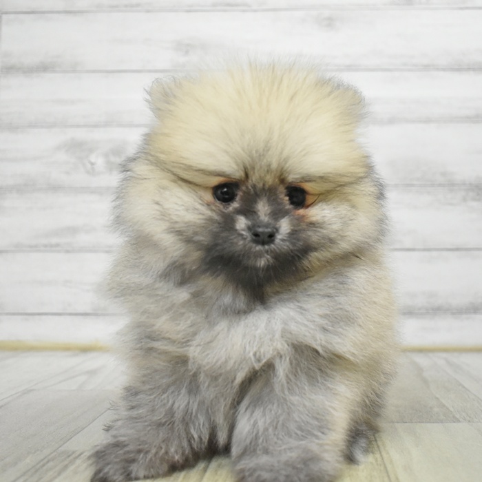 静岡県のポメラニアン (犬の家＆猫の里マークイズ静岡店/2025年7月8日生まれ/男の子/オレンジセーブル)の子犬の2枚目の画像