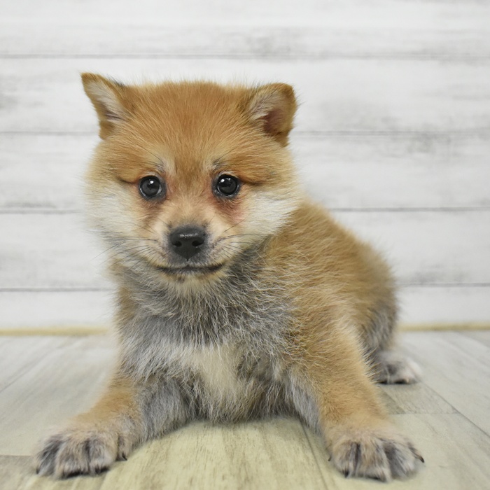 静岡県のポメ柴/豆ポメ/ポメ豆柴(ポメラニアン×柴犬) (犬の家＆猫の里MEGAドン・キホーテ袋井店/2025年7月7日生まれ/男の子/赤)の子犬の3枚目の画像