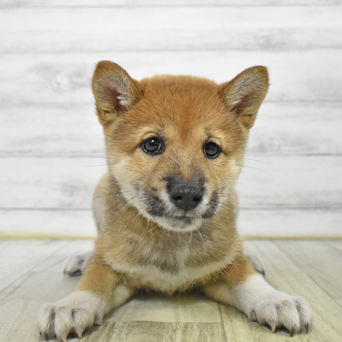長野県の柴犬(標準サイズ) (犬の家＆猫の里塩尻店/2025年7月6日生まれ/女の子/赤)の子犬の4枚目の画像
