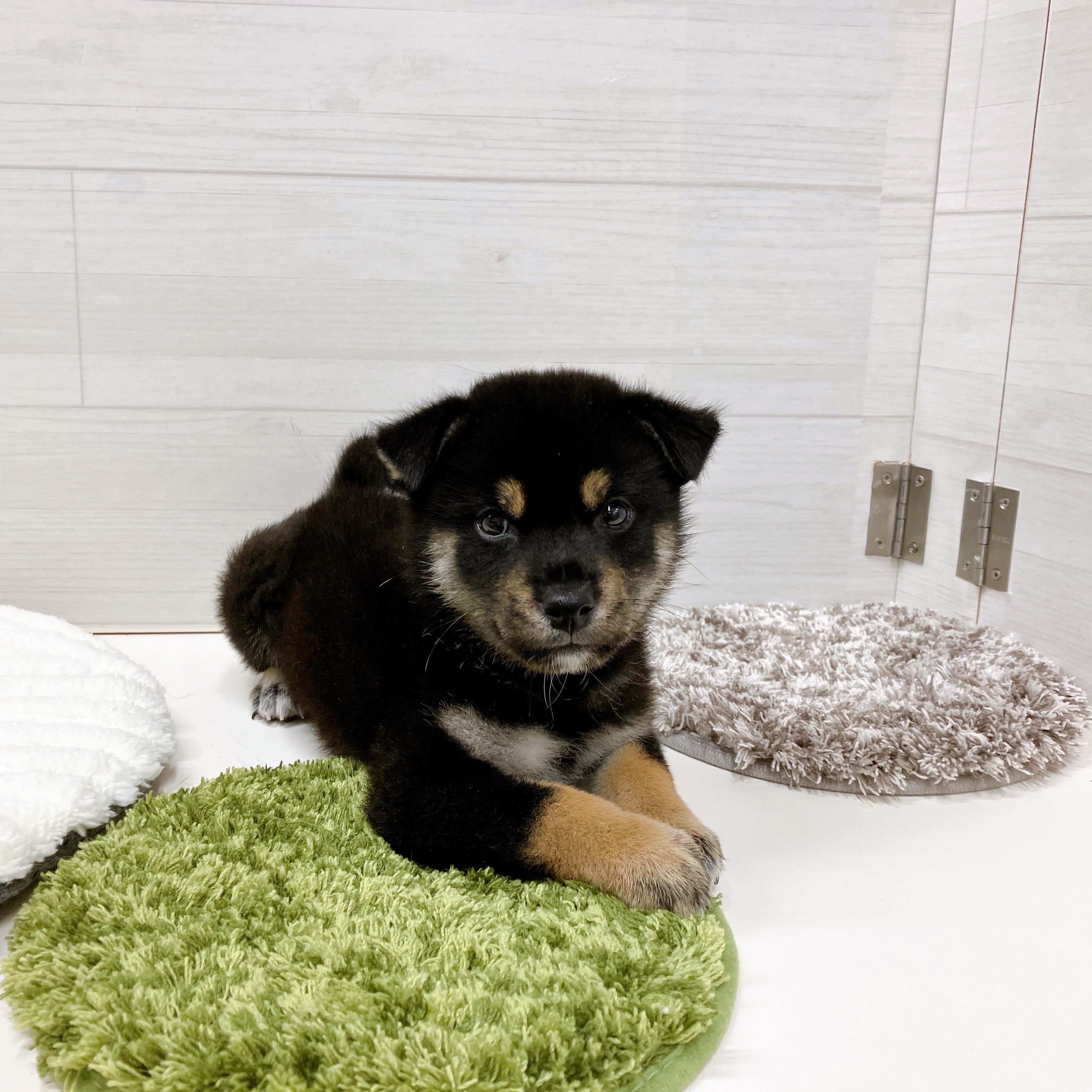 石川県の柴犬(標準サイズ) (犬の家＆猫の里アミーゴ金沢おこばた店/2025年7月7日生まれ/男の子/黒)の子犬の1枚目の画像