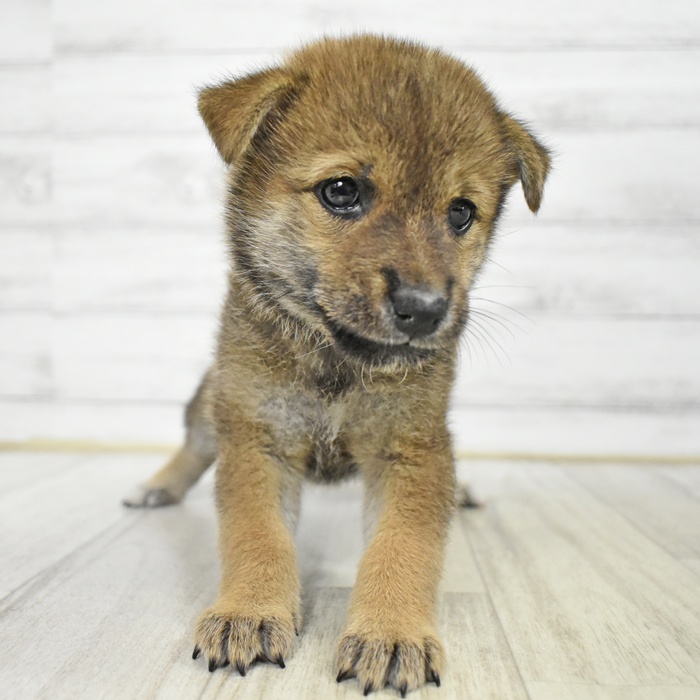 富山県の柴犬(標準サイズ) (犬の家＆猫の里アミーゴ山室店/2025年7月7日生まれ/女の子/赤)の子犬の2枚目の画像