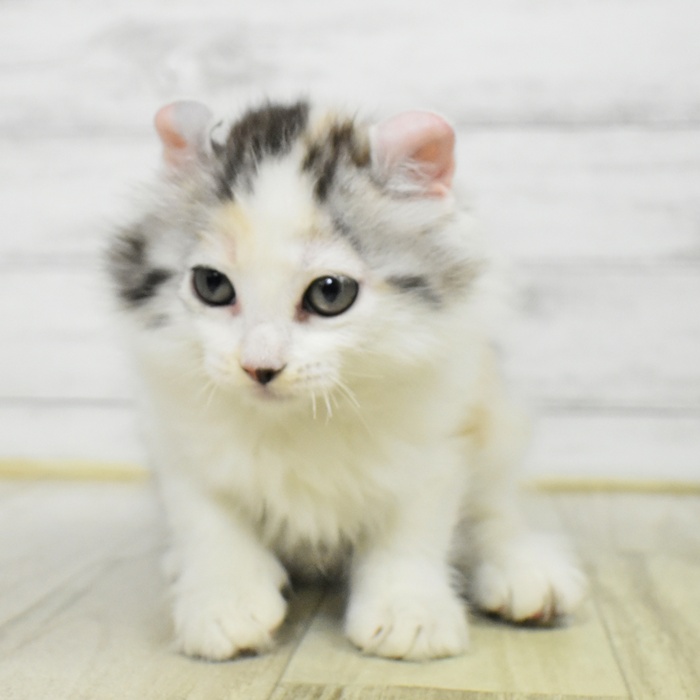 静岡県のアメリカンカール (犬の家＆猫の里マークイズ静岡店/2025年7月7日生まれ/女の子/キャリコ)の子猫の2枚目の画像