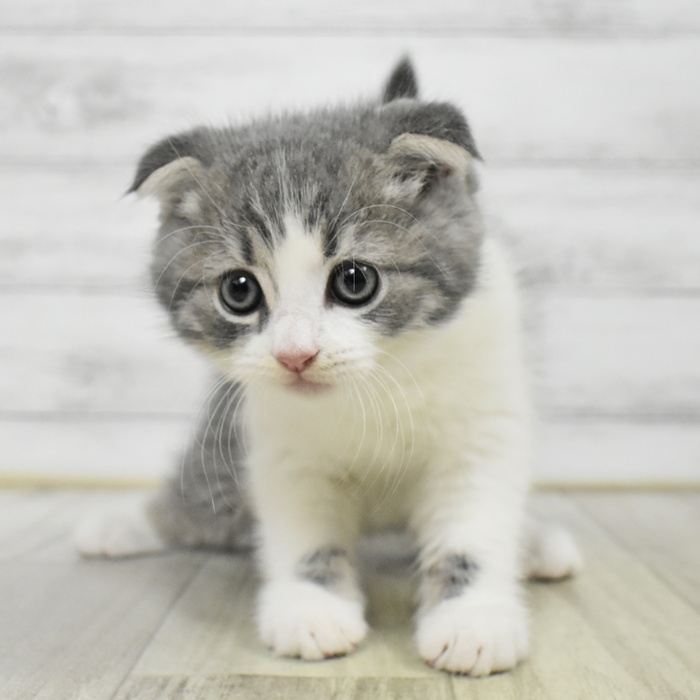 長野県のスコティッシュフォールド (犬の家＆猫の里カインズ梓川店/2025年7月8日生まれ/男の子/ブルータビーホワイト)の子猫
