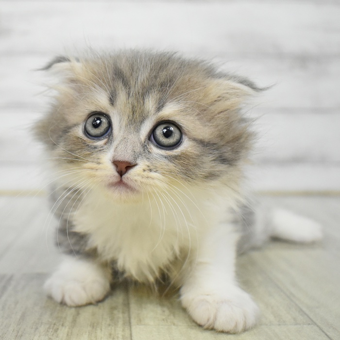 神奈川県のスコティッシュフォールド (犬の家＆猫の里小田原店/2025年7月7日生まれ/女の子/ブルータビーホワイト)の子猫