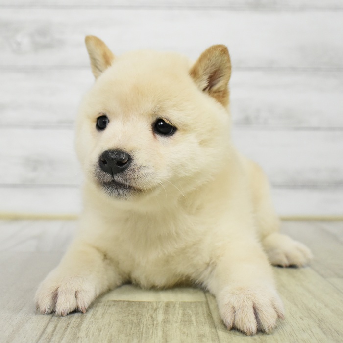 静岡県の柴犬(標準サイズ) (犬の家＆猫の里富士店/2025年7月8日生まれ/女の子/白)の子犬