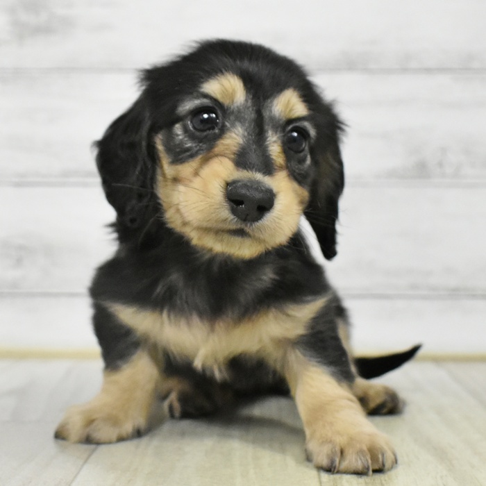 神奈川県のミニチュアダックスフンド(ロング) (犬の家＆猫の里モザイクモール港北店/2025年7月8日生まれ/女の子/ブラックイエロー)の子犬
