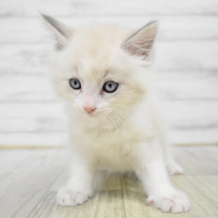 静岡県のラグドール (犬の家＆猫の里富士店/2025年7月8日生まれ/男の子/ブルーポイントバイカラー)の子猫