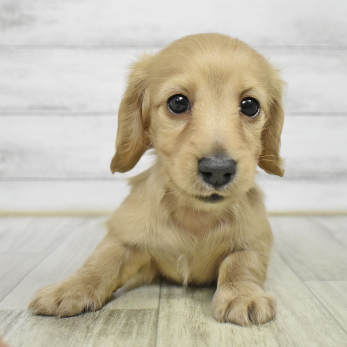 愛知県のミニチュアダックスフンド(ロング) (犬の家＆猫の里豊川インター店/2025年7月8日生まれ/女の子/イエロー)の子犬