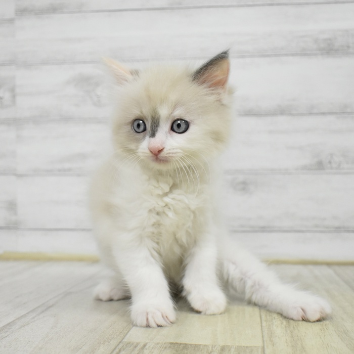愛知県のラグドール (犬の家＆猫の里豊川インター店/2025年7月8日生まれ/女の子/ブルーポイントバイカラー)の子猫の2枚目の画像