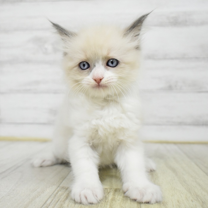 静岡県のラグドール (犬の家＆猫の里藤枝店/2025年7月8日生まれ/女の子/ブルーポイントバイカラー)の子猫の2枚目の画像