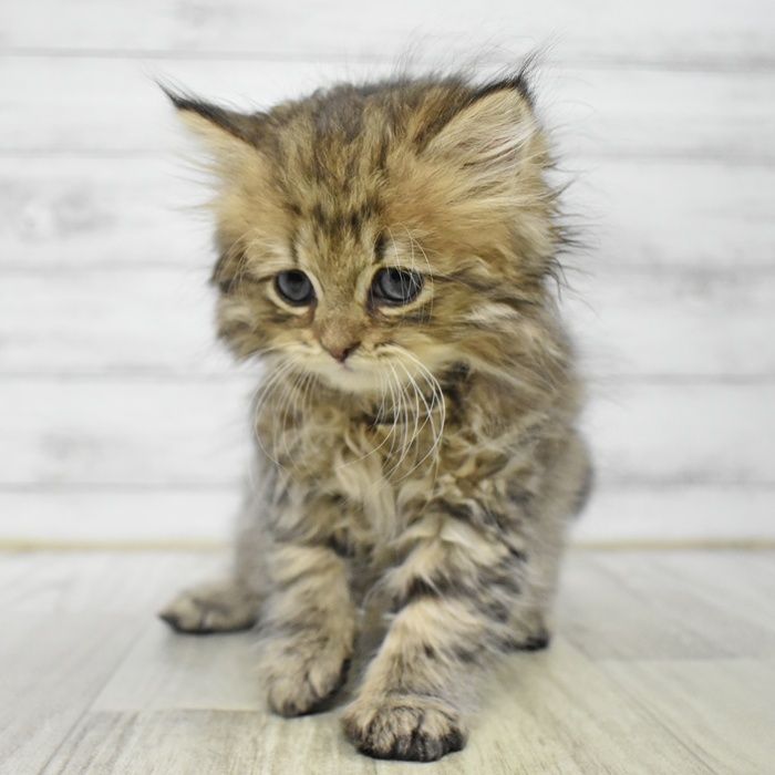 静岡県のペルシャ (犬の家＆猫の里藤枝店/2025年7月7日生まれ/男の子/チンチラゴールデン)の子猫