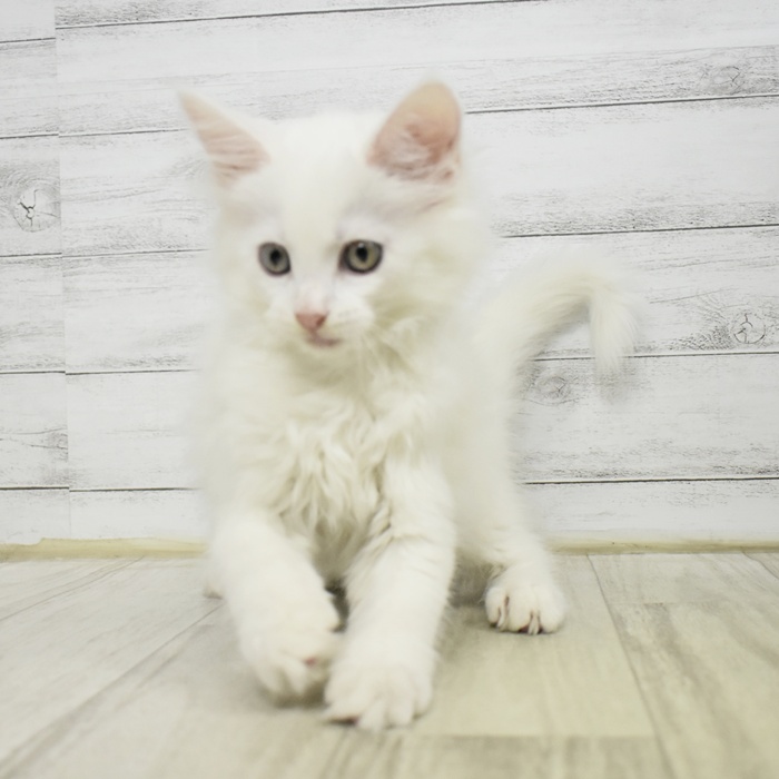 長野県のメインクーン (犬の家＆猫の里長野店/2025年7月8日生まれ/女の子/ホワイト)の子猫の4枚目の画像
