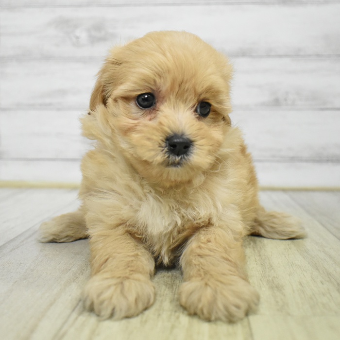 静岡県のマルプー(マルチーズ×プードル) (犬の家＆猫の里マークイズ静岡店/2025年7月5日生まれ/女の子/アプリコット)の子犬の4枚目の画像