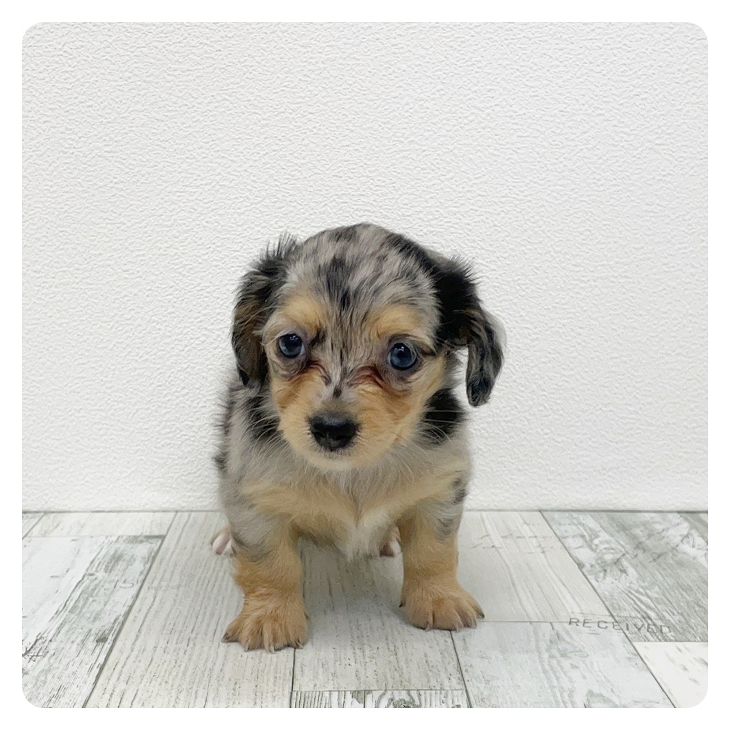 福岡県のチワックス(チワワ×ダックス) (犬の家＆猫の里シュロアモール筑紫野店/2025年7月8日生まれ/女の子/シルバーダップル)の子犬