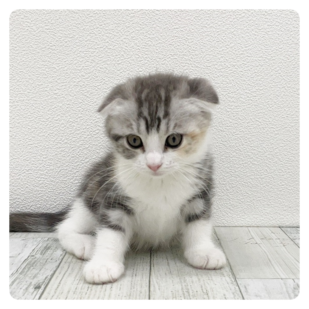 福岡県のスコティッシュフォールド (犬の家＆猫の里トリアス久山店/2025年7月3日生まれ/女の子/ブルーパッチドタビーホワイト)の子猫の1枚目の画像