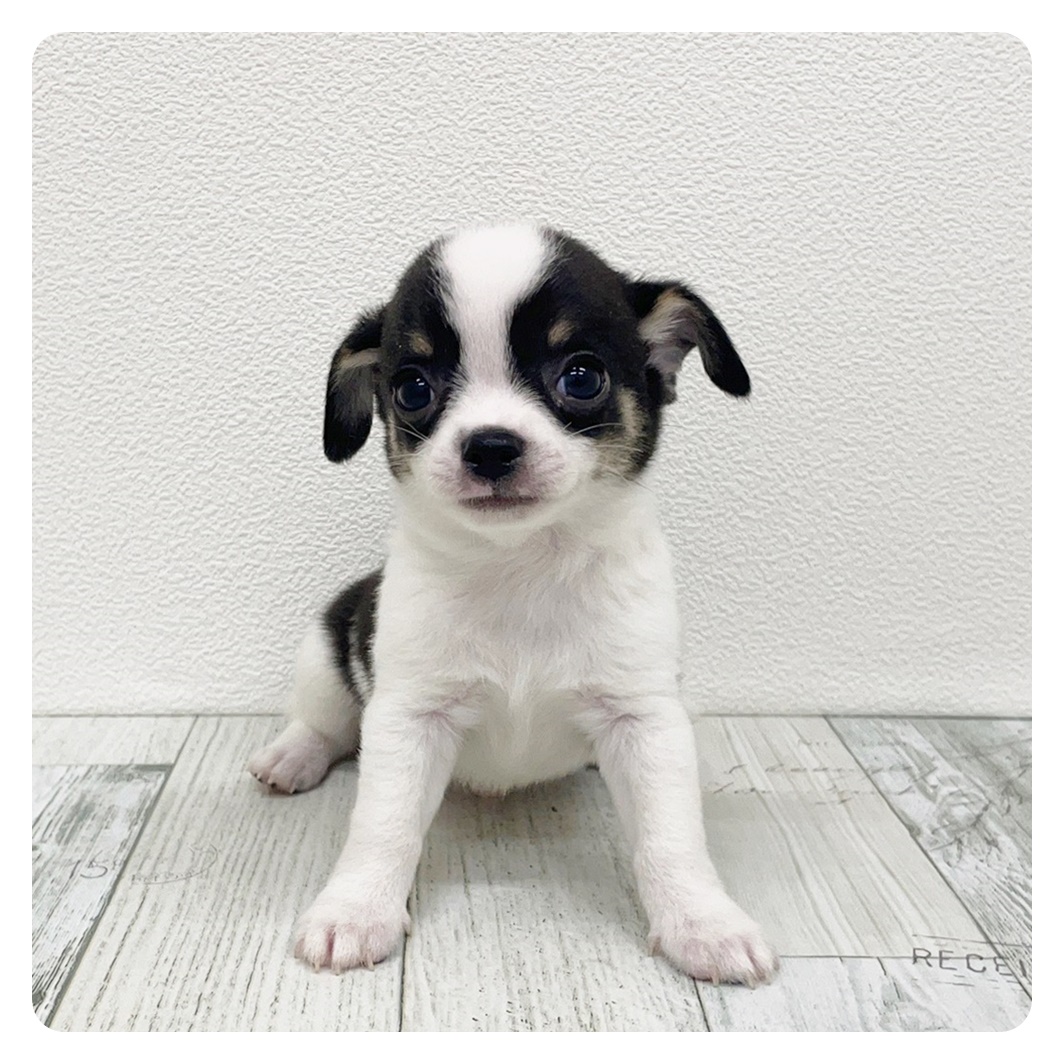 福岡県のチワワ(スムース) (犬の家＆猫の里トリアス久山店/2025年7月7日生まれ/男の子/ブラックタンホワイト)の子犬