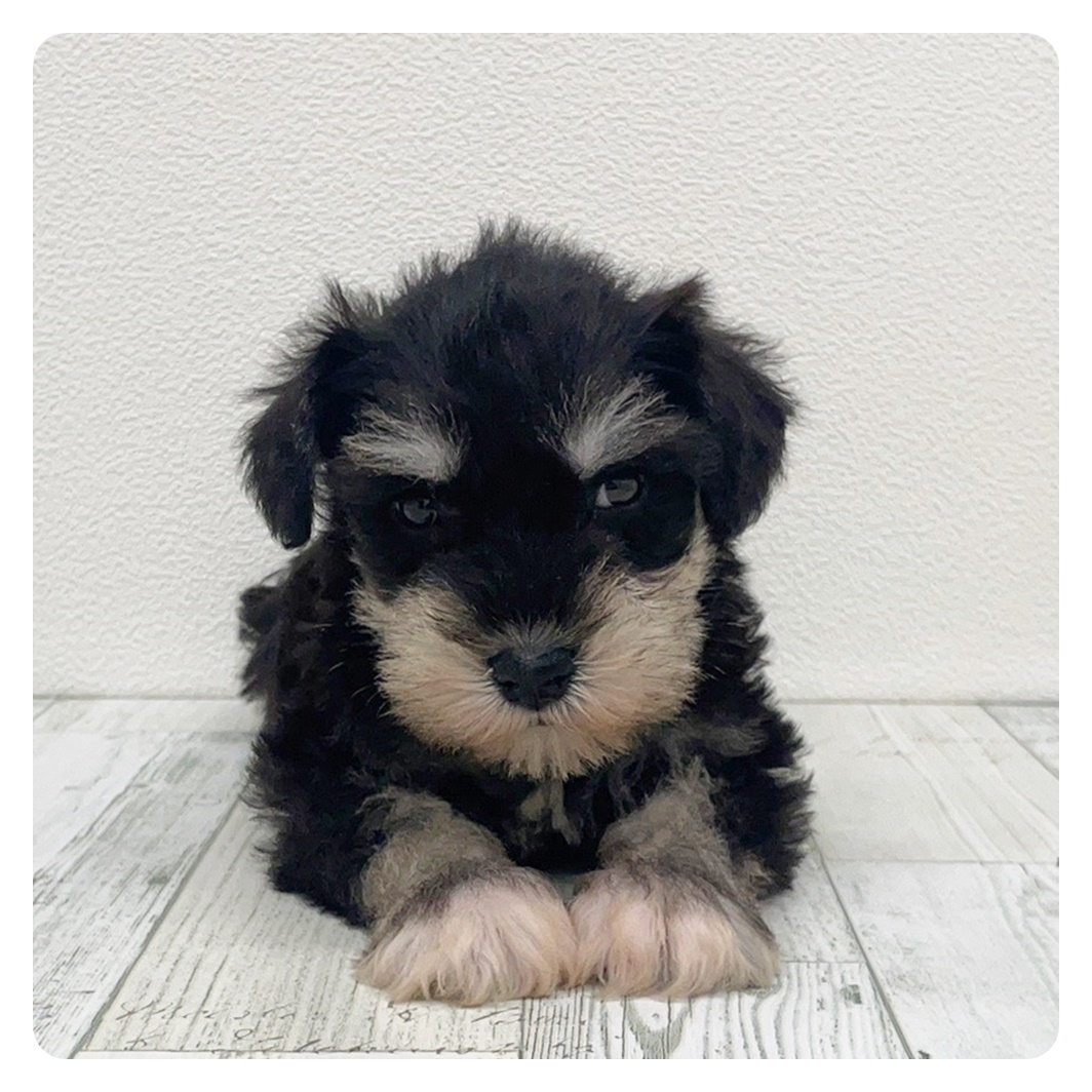 福岡県のミニチュアシュナウザー (犬の家＆猫の里シュロアモール筑紫野店/2025年7月8日生まれ/男の子/ブラックシルバー)の子犬の1枚目の画像