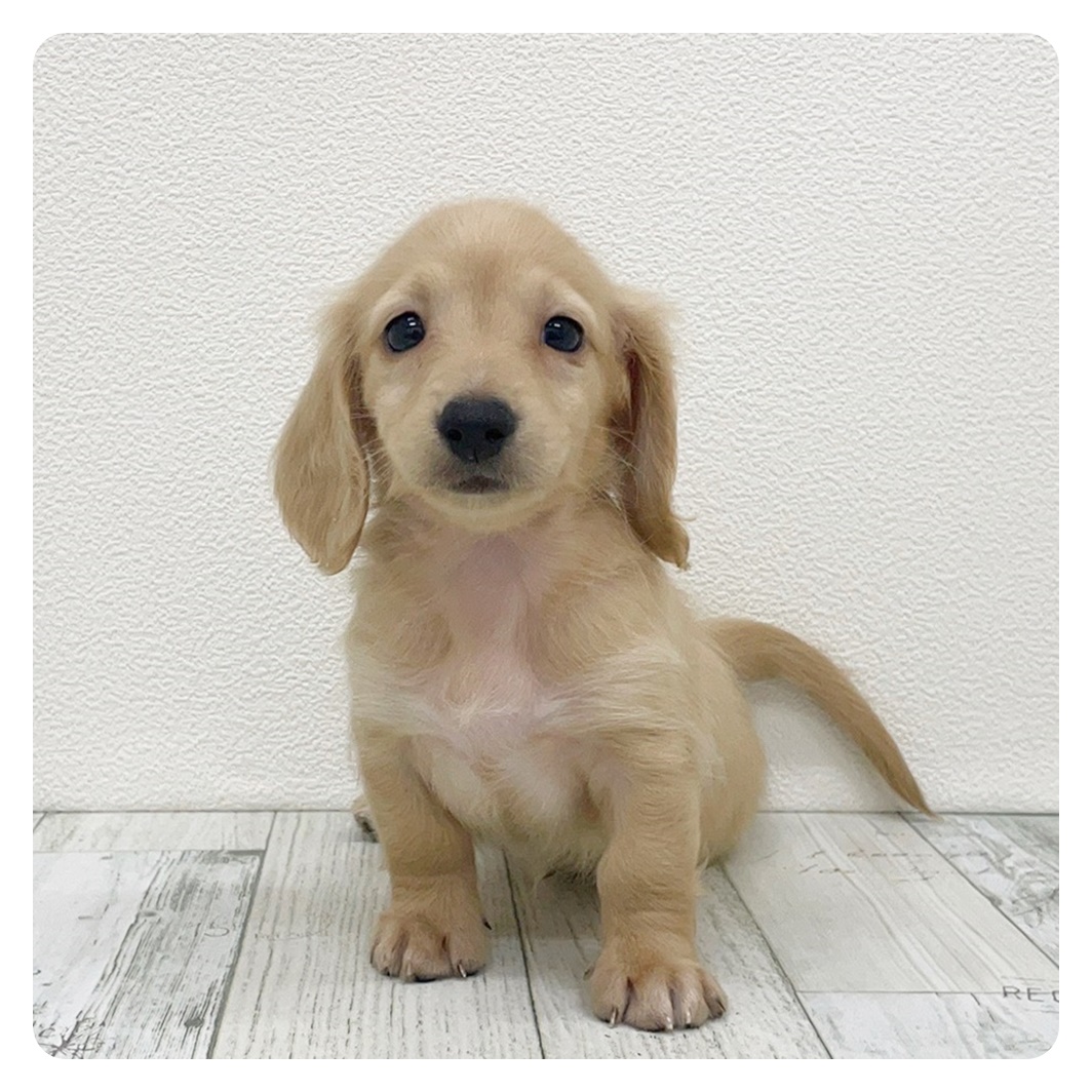 福岡県のミニチュアダックスフンド(ロング) (犬の家＆猫の里トリアス久山店/2025年7月8日生まれ/男の子/イエロー)の子犬