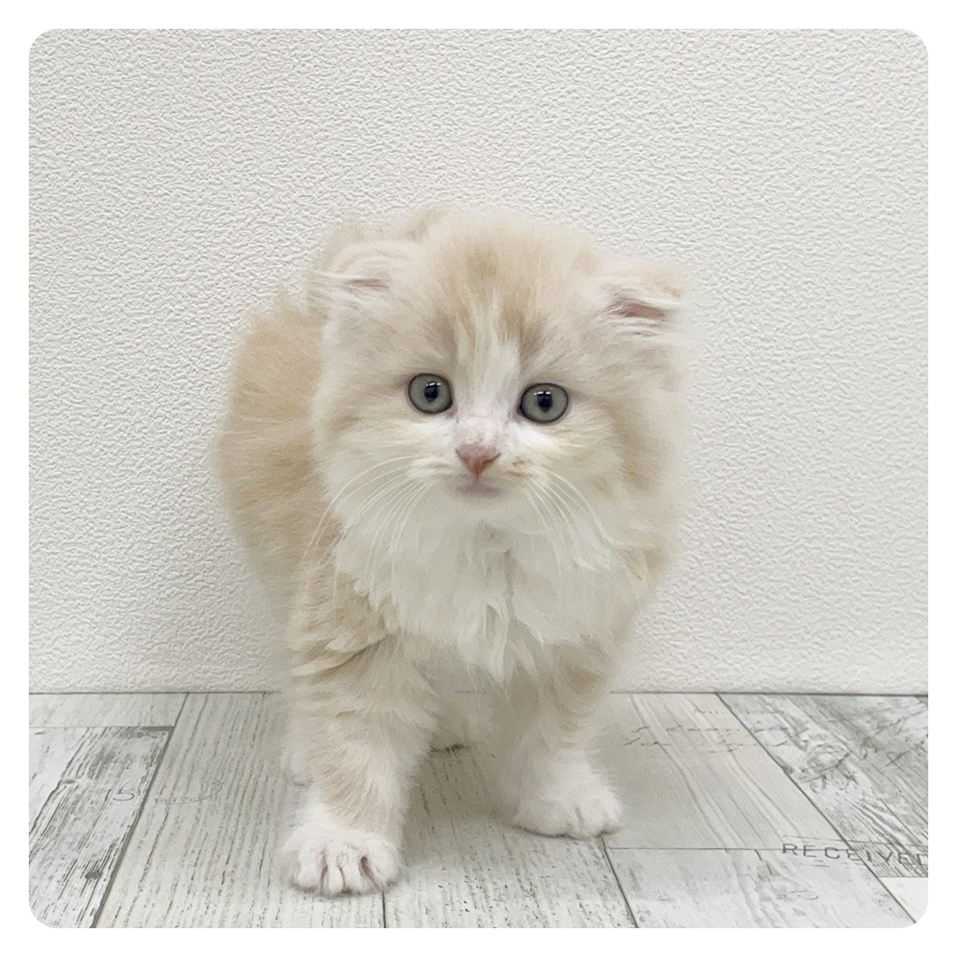 福岡県のスコティッシュフォールド (犬の家＆猫の里トリアス久山店/2025年7月5日生まれ/男の子/クリームタビーホワイト)の子猫の1枚目の画像