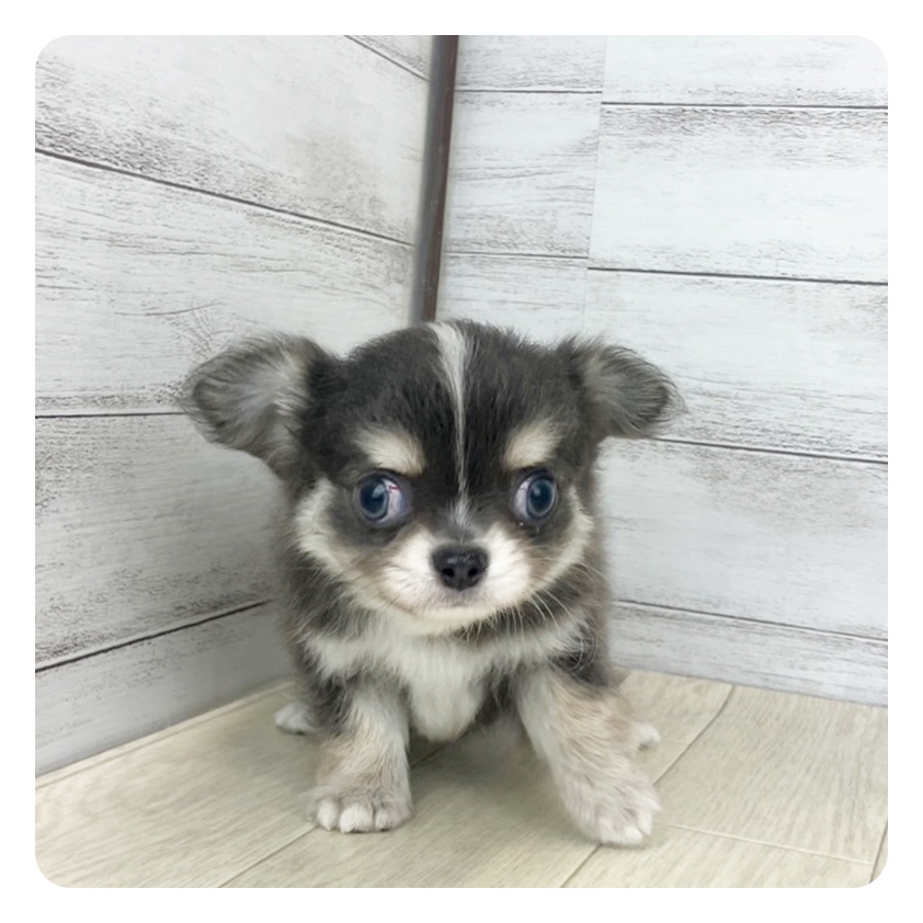 愛知県のチワワ(ロング) (犬の家＆猫の里春日井本店/2025年7月8日生まれ/男の子/ブルータンホワイト)の子犬