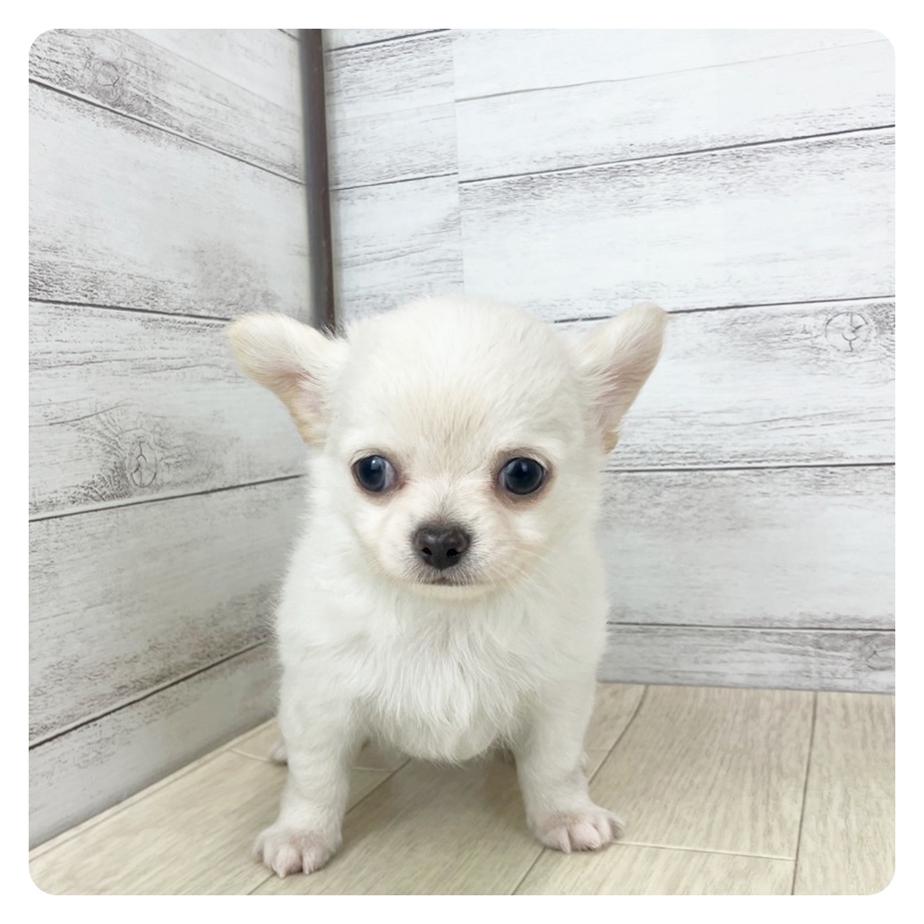 愛知県のチワワ(ロング) (犬の家＆猫の里春日井本店/2025年7月8日生まれ/男の子/クリーム)の子犬