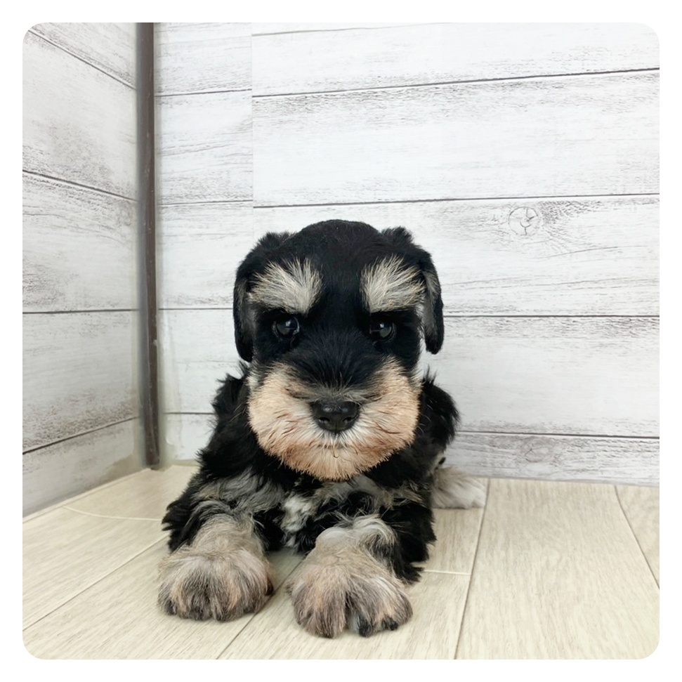 愛知県のミニチュアシュナウザー (犬の家＆猫の里春日井本店/2025年7月8日生まれ/女の子/ブラックシルバー)の子犬