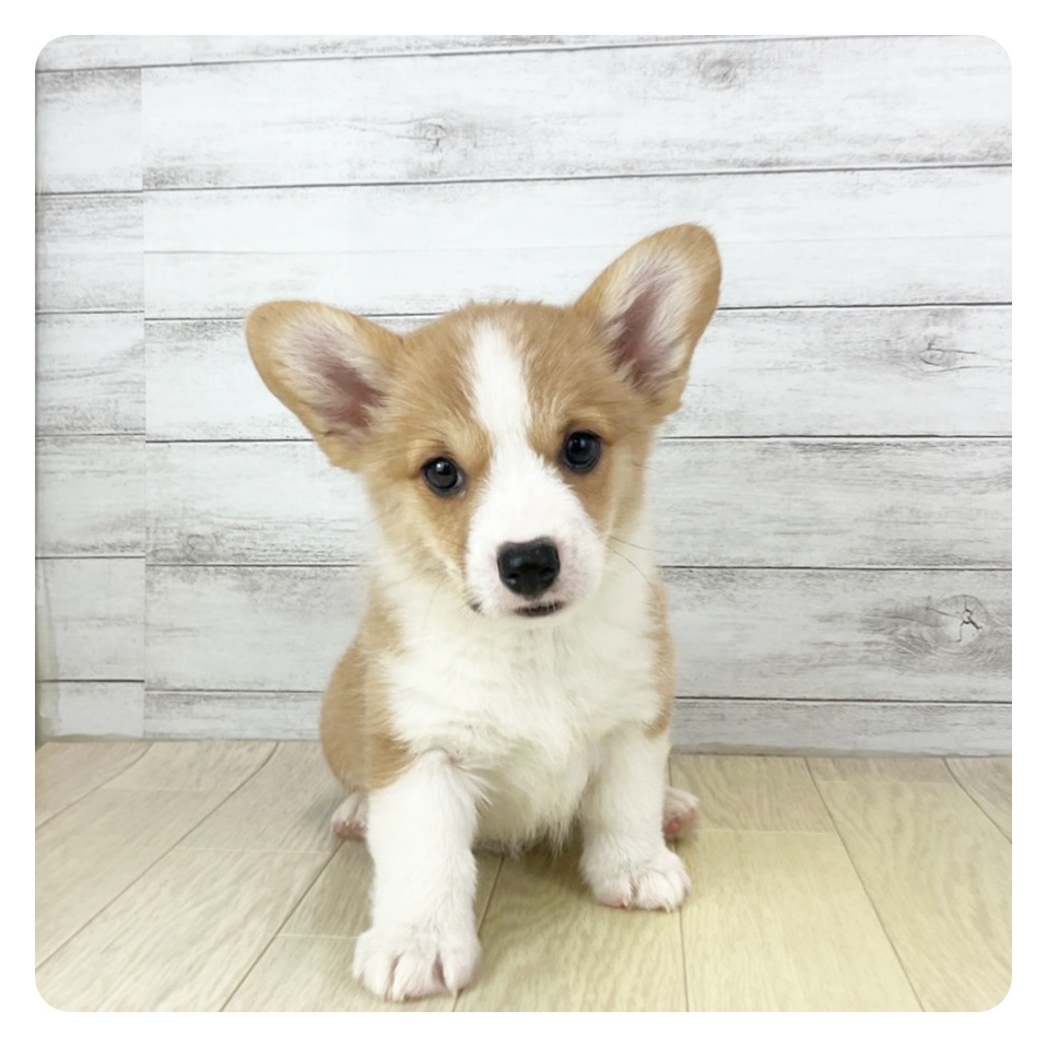 愛知県のウェルシュコーギーペンブローク (犬の家＆猫の里MiO香久山店/2025年7月1日生まれ/女の子/レッドホワイト)の子犬