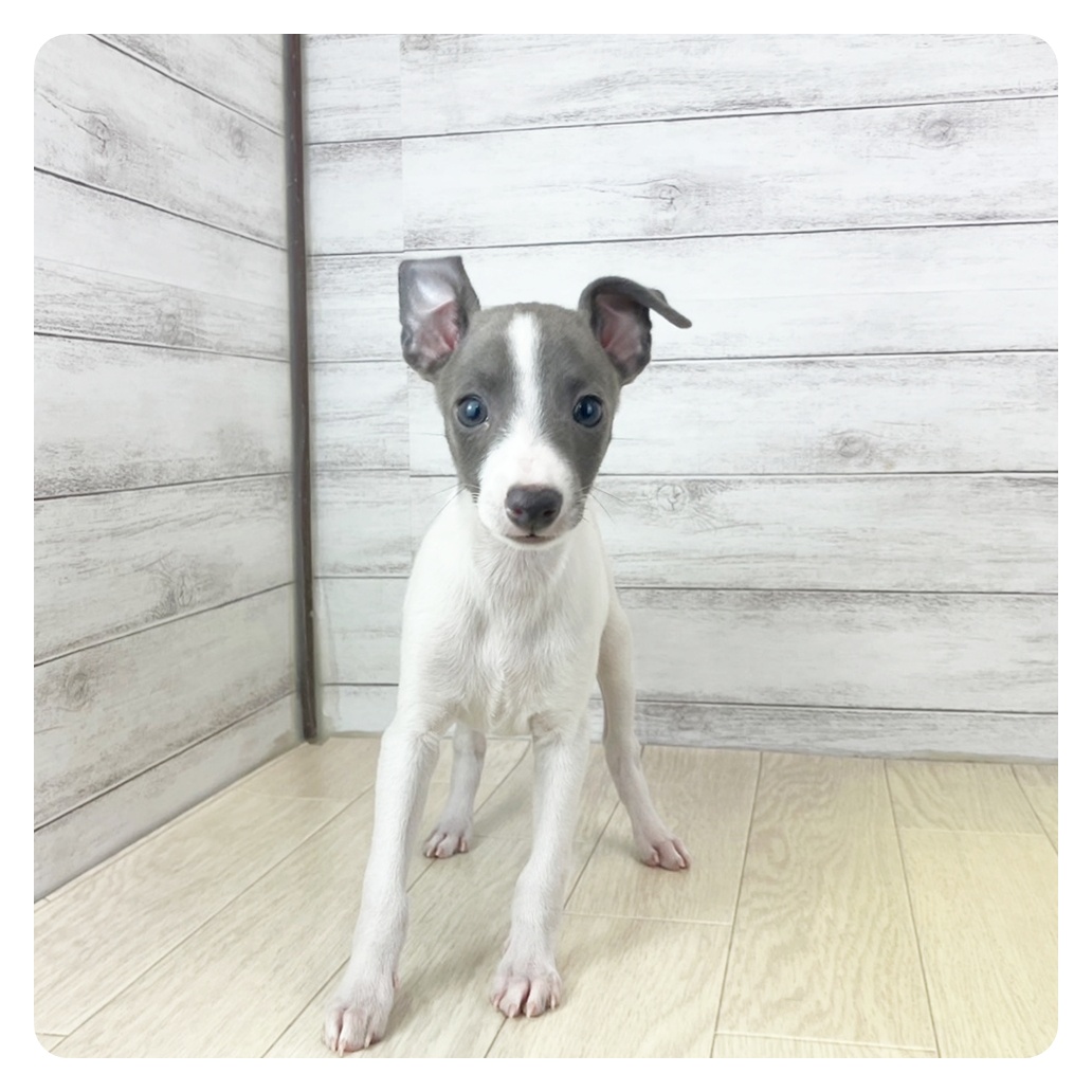 愛知県のイタリアングレーハウンド (犬の家＆猫の里春日井本店/2025年7月5日生まれ/男の子/ブルーホワイト)の子犬