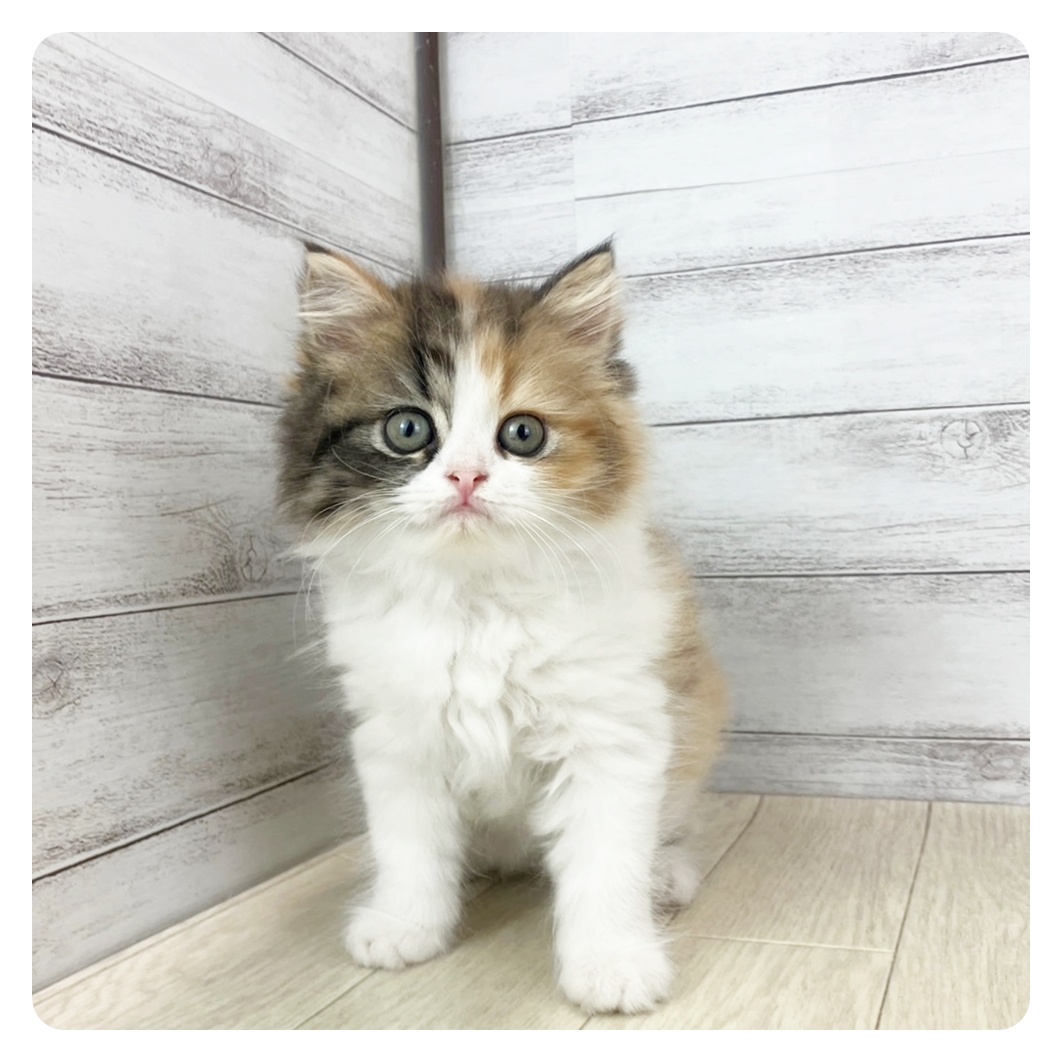 岐阜県のスコティッシュストレート (犬の家＆猫の里カラフルタウン岐阜店/2025年7月8日生まれ/女の子/ブラウンパッチドタビーホワイト)の子猫の2枚目の画像