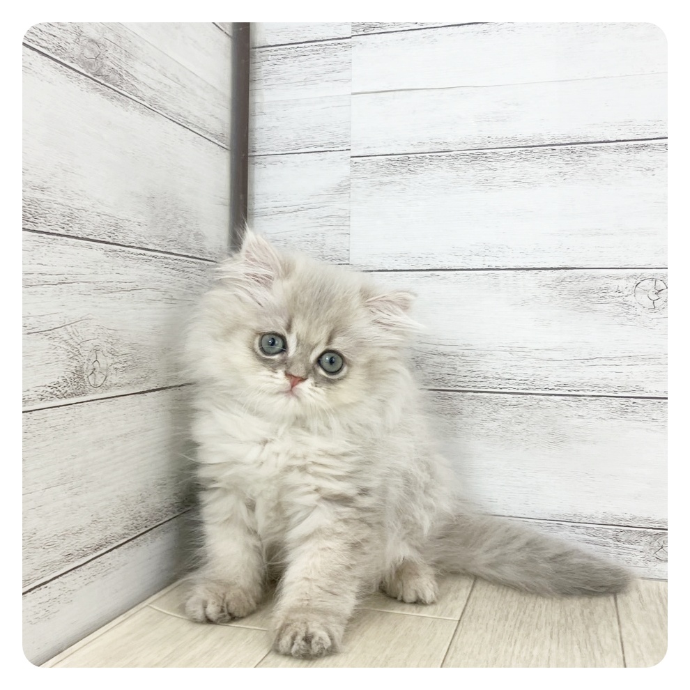愛知県のペルシャ (犬の家＆猫の里豊田店/2025年7月7日生まれ/男の子/ブルーチンチラゴールデン)の子猫