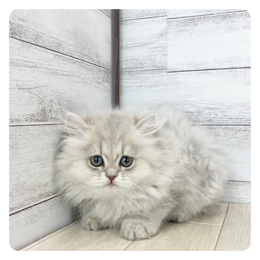 愛知県のペルシャ (犬の家＆猫の里春日井本店/2025年7月7日生まれ/男の子/ブルーチンチラゴールデン)の子猫