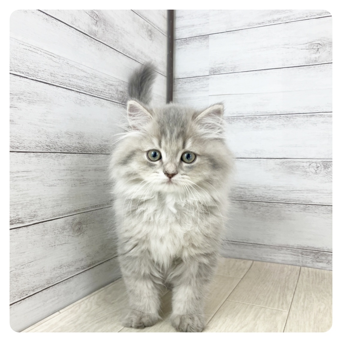 愛知県のスコティッシュストレート (犬の家＆猫の里春日井本店/2025年7月6日生まれ/男の子/ブルータビー)の子猫