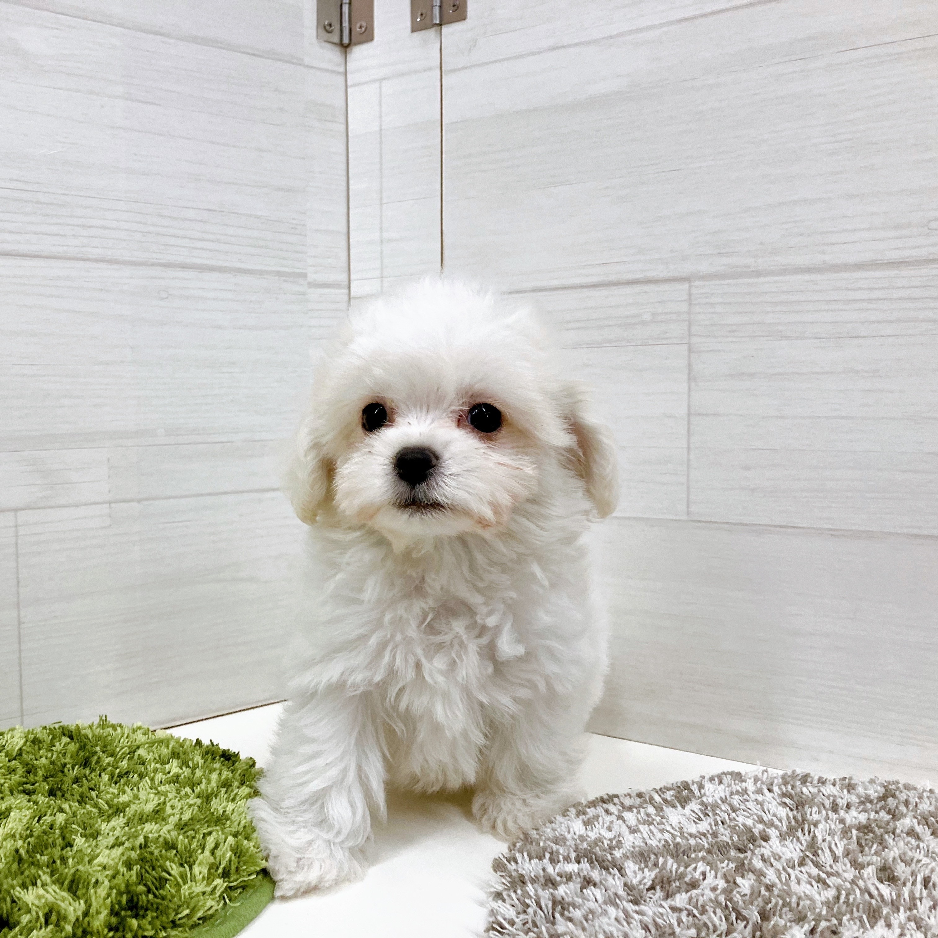 石川県のハーフ犬・ミックス犬 (犬の家＆猫の里アミーゴ金沢おこばた店/2025年7月8日生まれ/男の子/クリームホワイト)の子犬