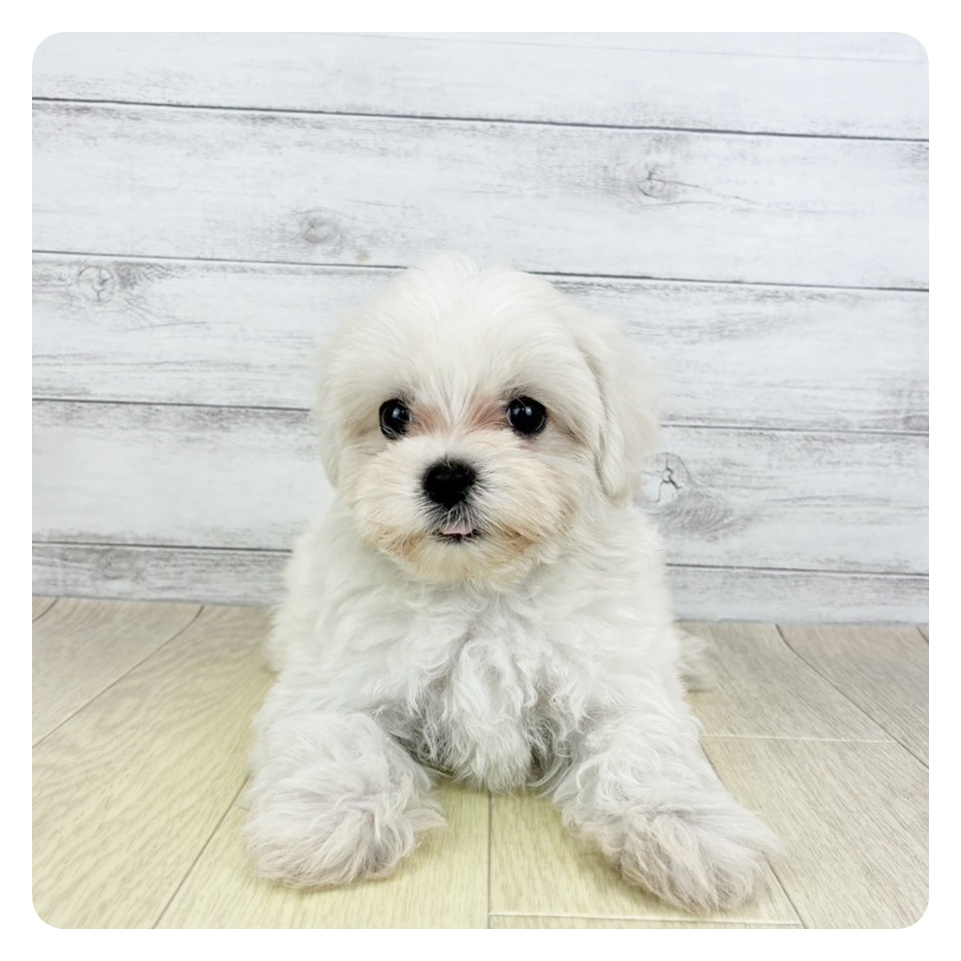 兵庫県のハーフ犬・ミックス犬 (犬の家＆猫の里ニッケパークタウン加古川店/2025年7月8日生まれ/女の子/クリームホワイト)の子犬の4枚目の画像